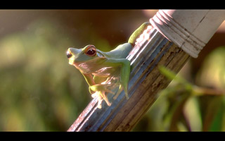 Garden Party di Lucas Navarro